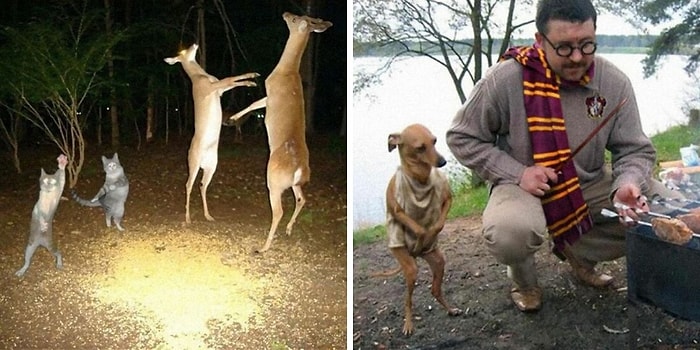 20 самых странных фотографий с животными, которые «невозможно объяснить»