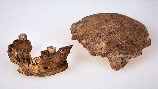 Kafatası ve çene kemiğini gördüğünüz Nesher Ramla 100 bin yıldan daha uzun bir süre önce türümüzle birlikte yaşamış bir homo tipi. Ve biz onun varlığından bugüne kadar haberdar değildik.