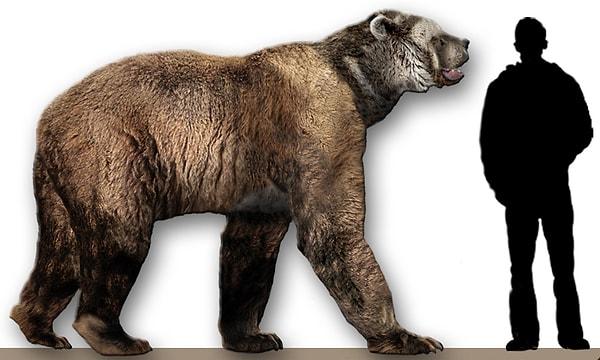 7. Arctodus Simus. Günümüzde yaşayan tüm ayılardan 2 kat daha büyük. 4 metreyi geçen boyu ve devasa pençeleriyle, bizonları kuş gibi avlayabilen bu ayı türü günümüzde yaşasaydı şüphesiz bulunduğu bölgenin kralı olurdu.