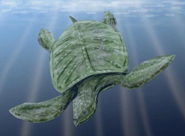 3. Archelon İschyros. Kaplumbağalar sevimli canlılar değil mi? İnanın bu türü hiç sevimli değil. Çünkü iki ton ağırlığında ve araba boyutunda…Üstelik bir etobur! Çengelli çenesiyle bulduğu her şeyi ama her şeyi yiyen devasa bir kaplumbağa.