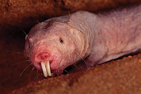 17. Çıplak köstebek fareleri kesici dişlerini (ön dişleri) bağımsız olarak, yemek çubukları gibi hareket ettirebilirler.