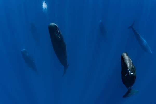 13. İspermeçet balinaları dikey pozisyonda uyurlar.