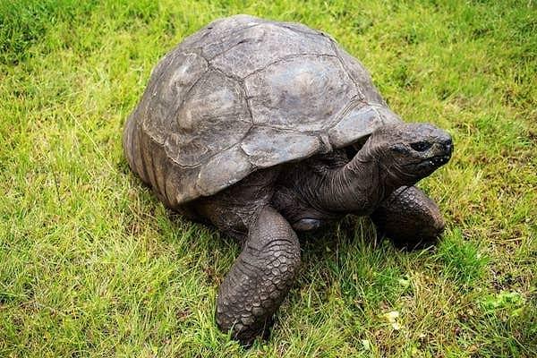 18. 1832'de doğan Kaplumbağa Jonathan'ın yaşayan en yaşlı hayvan olduğu düşünülüyor.