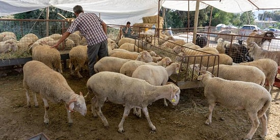 Kurban Bayramı 2021 Ne Zaman, Bayrama Kaç Gün Kaldı, Kurban Bayramı 2021 Hangi Güne Denk Geliyor?