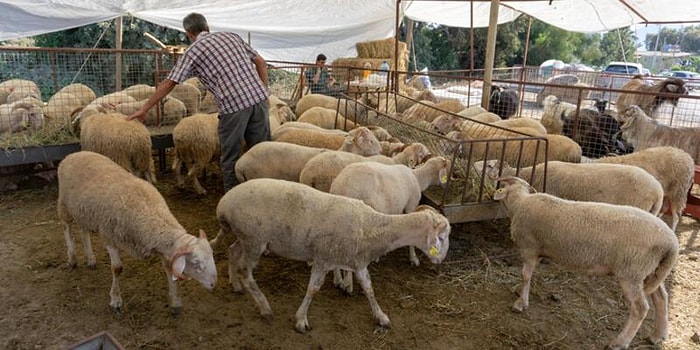 Kurban Bayramı 2021 Ne Zaman, Bayrama Kaç Gün Kaldı, Kurban Bayramı 2021 Hangi Güne Denk Geliyor?