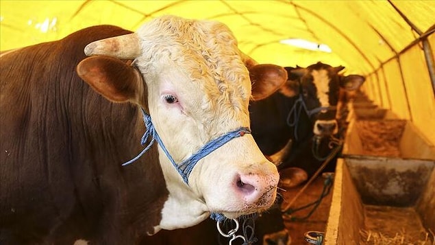 2021 Kurban Bayramı Ne Zaman Ayın Kaçına Denk Geliyor?