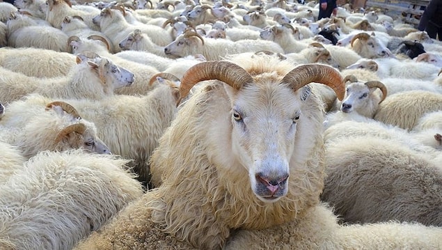 2021 Kurban Bayramı