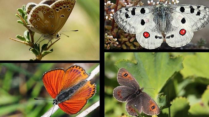 Günümüzü Güzelleştiren İçerik: Görünce Hayran Kalacağınız Uludağ’da Yaşayan 10 Kelebek Türü