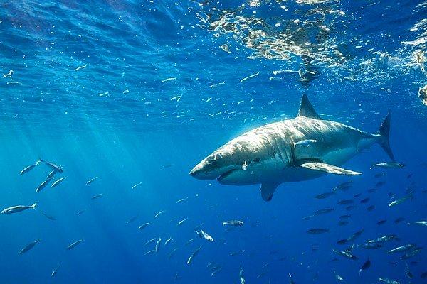 9. Büyük Beyaz Köpek Balıkları, Pasifik Okyanusu'nda 'White Shark Café' olarak bilinen uzak bir noktada her yıl toplanırlar.