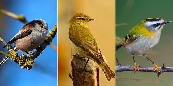 Bir kuş cenneti olan ülkemizde yaklaşık kaç çeşit kuş türü bulunmaktadır?