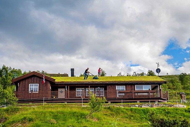 14. Norveç'teki insanlar nasıl çim biçiyor?