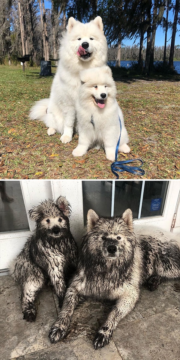 4. Когда вы оставляете своих собак без присмотра на несколько минут