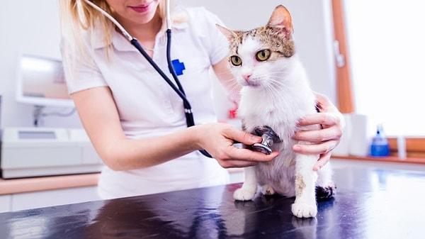 Kedilerde görülen koronavirüs aslında çok yaygın olup ishal dışında bir soruna neden olmasa da, kedilerin yaklaşık % 10'unda mutasyona uğrayarak çoğalır ve mutasyona uğrayarak kedigil enfeksiyoz peritonit virüsü yani FIP olarak bilinen hastalığa neden olur.