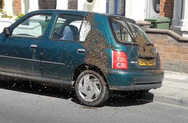 12. "Bir yere gitmeye karar veriyorsunuz ve yaklaşık 20 bin arı arabanızı yeni yuvaları olarak seçiyor."