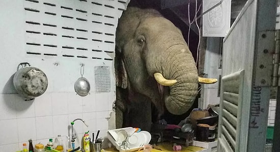 В Таиланде слон-хулиган, который снес стену кухню ради мешка риса, пришел в другой дом полакомиться кошачьим кормом