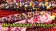 Oyuncak Değil Gerçek! ABD Oklahoma'da Yetişen Renkli Mısır