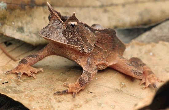 10 странных фактов, от которых у вас вспотеют ладони (Продолжение)