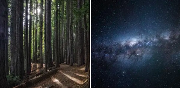 7. На Земле намного больше деревьев (примерно 3 триллиона штук), чем звезд в Галактике Млечный Путь (где-то от 100 до 400 миллиардов таких).