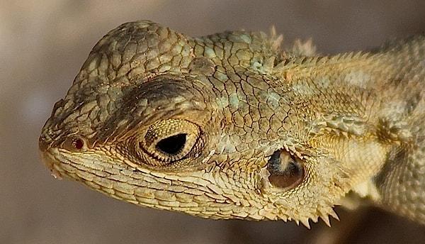 1. İguanaların 3 gözü vardır. Üçüncü göz başlarının üzerindedir ve sadece parlaklığı algılar.
