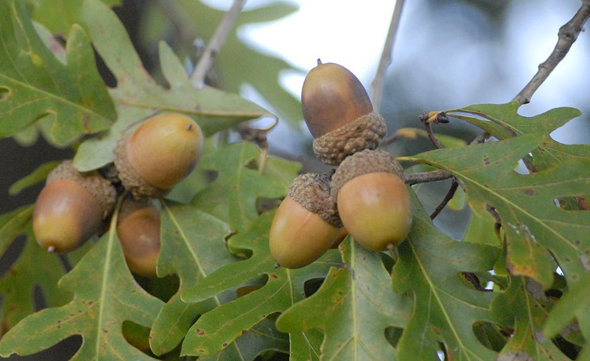 Quercus Alba