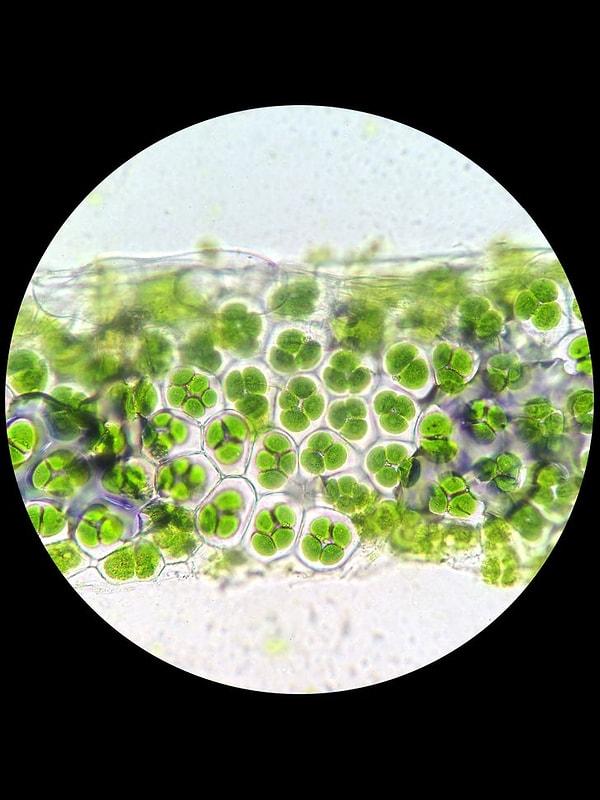 10. Kloroplastlar fotosentezden sorumlu organellerdir. Bu fotoğrafta fotosentezin nasıl gerçekleştiğini görebilirsiniz.