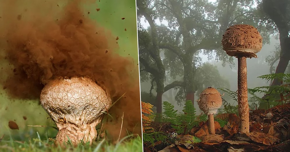 "Mantarlar Ne Kadar İlginç Olabilir ki?" Sorusuna Cevap 26 Büyüleyici Mantar Türü