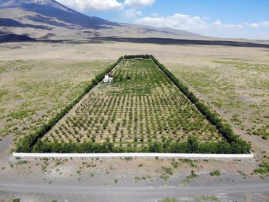 'Burada Meyve Yetişmez' Dediler: 6 Yıl Uğraşıp Bozkırın Ortasını Vahaya Çeviren Adam