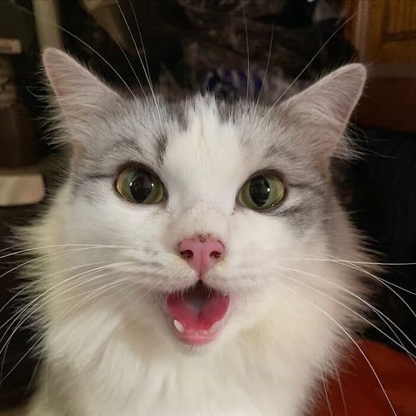 8. Ураа! Меня приютили