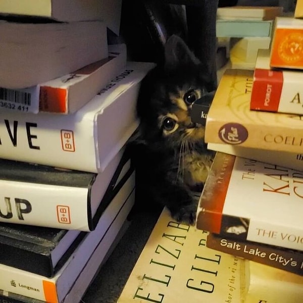 12. Спасли сегодня 8-месячного котенка