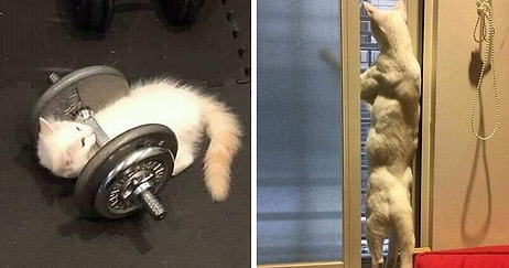 Кошки вне контекста: 20 фотографий пушистиков, которые не поддаются объяснению