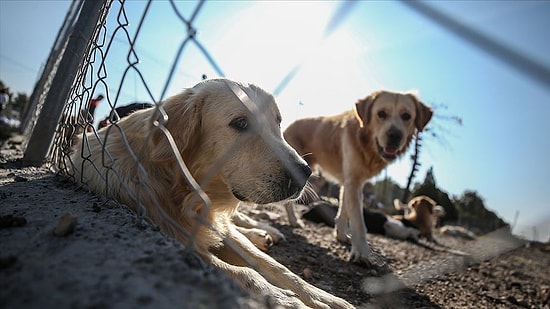 Yeni Bir Dönem Başlıyor: Hayvanlar İçin Yıllardır Beklenen Kanun Teklifi TBMM'de Kabul Edildi!
