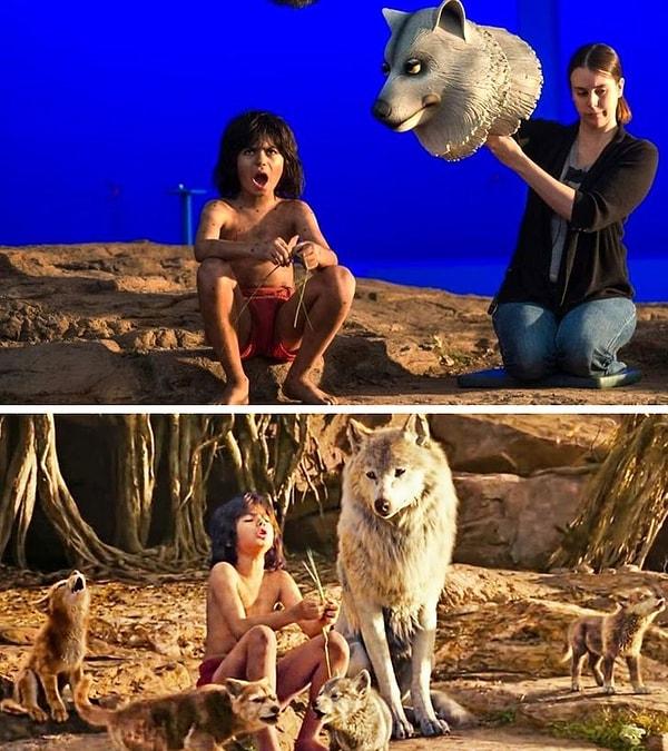 8. The Jungle Book'un yeni versiyonunda, Mowgli'yi yetiştiren dişi kurdun gerçekte bu şekilde görünüyormuş.
