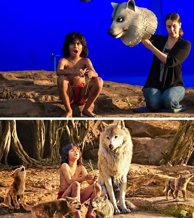 8. The Jungle Book'un yeni versiyonunda, Mowgli'yi yetiştiren dişi kurdun gerçekte bu şekilde görünüyormuş.