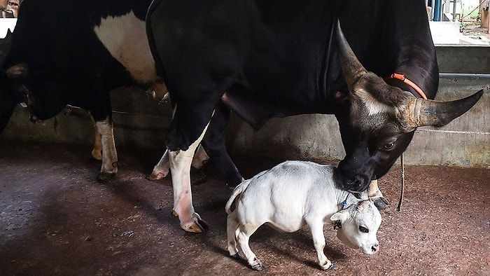 51 Cm Boyuyla Dünyanın En Küçük İneği Rani ile Tanışın