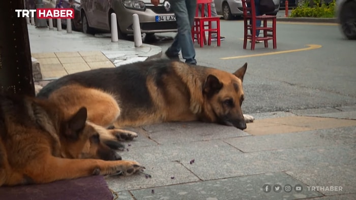 İyi İnsanlar İyi ki Var: Hayatını Adadığı Yaşlı Köpeğe Yürüyemediği İçin Araba Yapan Mehmet Amca