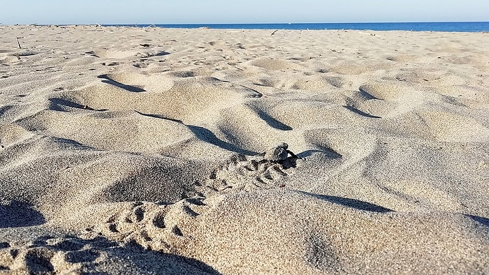 Patara'nın Çalınan Kumları: Tutanak Tutan Memur İkinci Kez Görevden Alındı