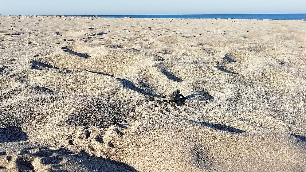 Patara'nın Çalınan Kumları: Tutanak Tutan Memur İkinci Kez Görevden Alındı