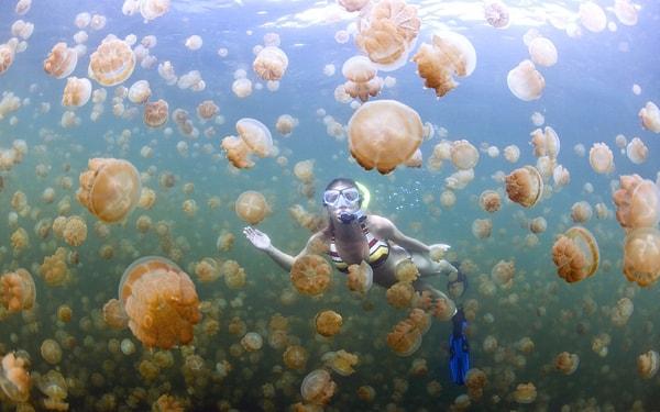 4. Denizanası Gölü'nde 13 milyondan daha fazla denizanası ile birlikte yüzebilirsiniz.