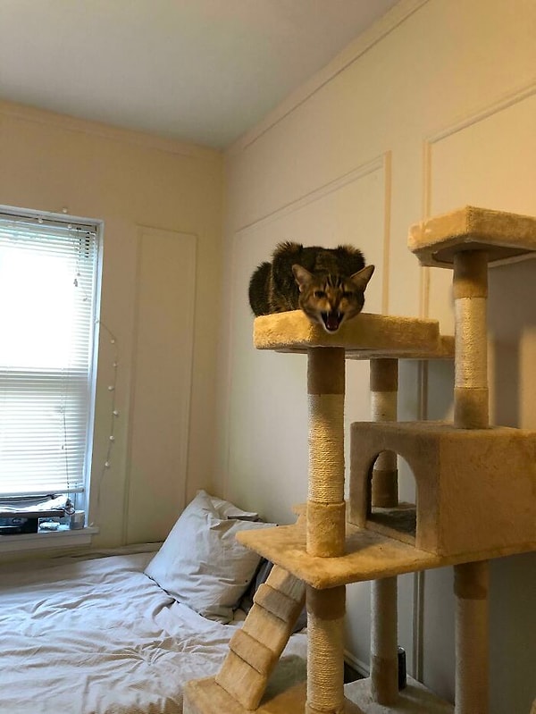 9. "Никакого ветеринара!"