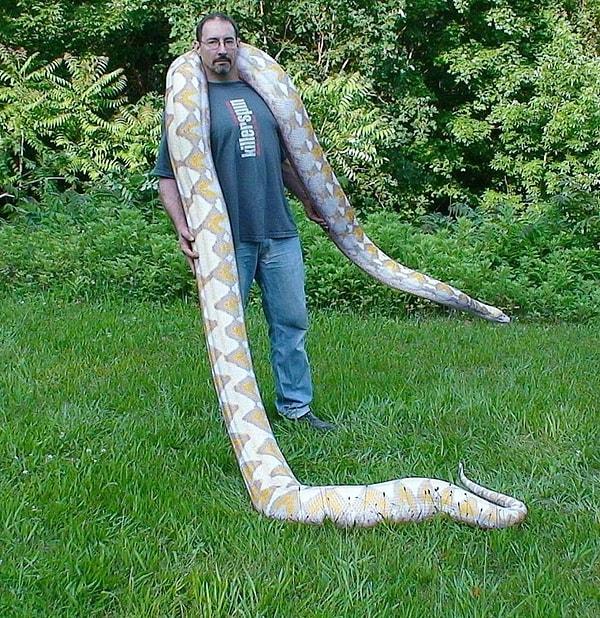 10. Dünyanın en uzun yılanları Reticulated Piton ile her an karşılaşabilirsiniz.