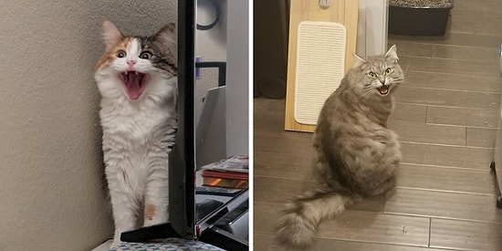 15 милых котиков, чье мяуканье можно услышать через фото