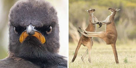 Победители премии Comedy Wildlife Photography Awards 2021 еще раз доказали, что дикая природа способна рассмешить не хуже комедии  (11 фото)