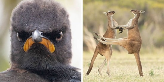 Победители премии Comedy Wildlife Photography Awards 2021 еще раз доказали, что дикая природа способна рассмешить не хуже комедии  (11 фото)