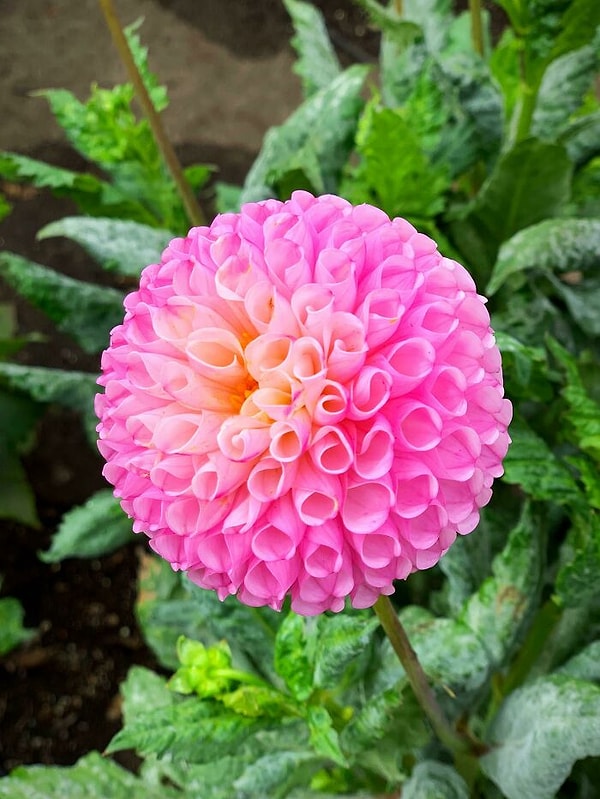 4. Идеально круглый георгин