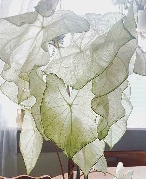 9. Семейство ароидных