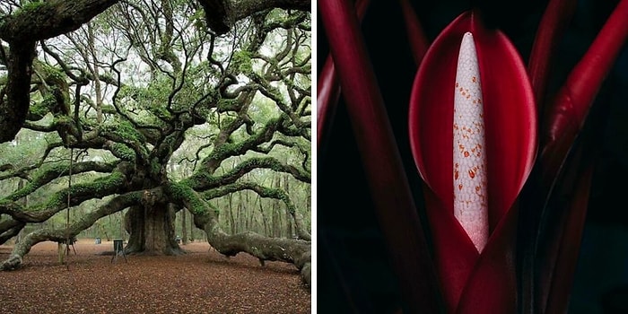 15 самых удивительных ботанических чудес, от которых сложно оторвать взгляд