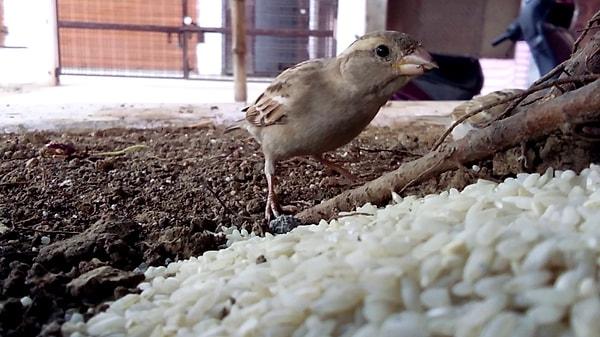 16. Pirinç yemek kuşların patlamasına neden olmaz.