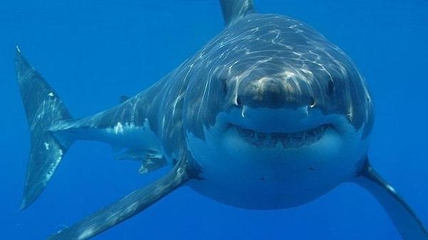 20. Köpekbalıkları da kansere yakalanabilirler. Yakalanamayacakları efsanesinin yalan olduğu kanıtlanmış olmasına rağmen, köpekbalığı kıkırdağını kanser tedavisi olarak satmaya çalışan insanlar tarafından hala savunuluyor.