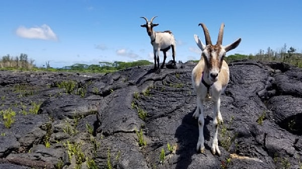 Hawaii Devlet Arazi ve Tabii Kaynaklar Bakanlığı, izin başına 20 ila 50 keçi dağıtacak. Başvuru sahiplerinin tek tek keçi seçmesine izin verilmiyor ama kaç keçi istediklerini belirtmeleri gerekiyor.