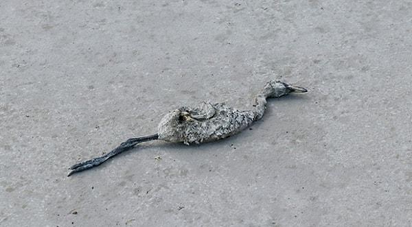Ancak Tuz Gölü, her yıl kuşların uğrak noktası olduğu gibi, hemen hemen her yıl da yavruların ölümüne neden oluyor.